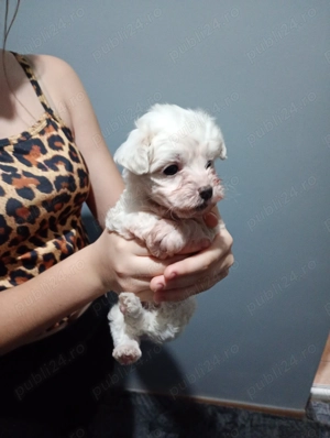 Bichoni maltezi talie mică  - imagine 2