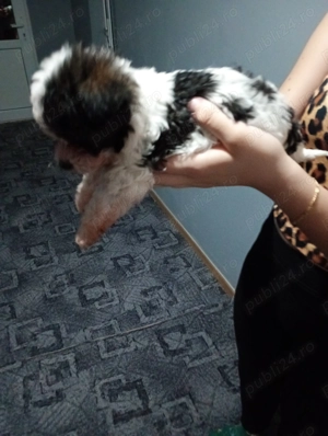 Bichoni maltezi talie mică  - imagine 3