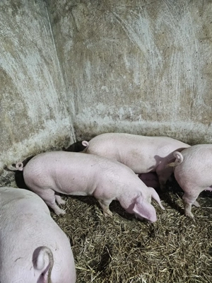 Vând Porc 120 - 150 kg  - imagine 3