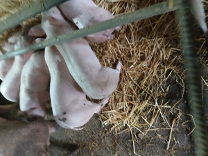 Purcei de vînzare  - imagine 3