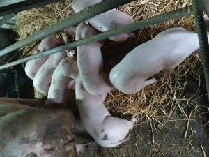 Purcei de vînzare  - imagine 5