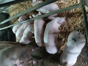 Purcei de vînzare  - imagine 4