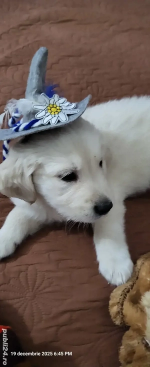 Golden retriever născuți 3 nov.