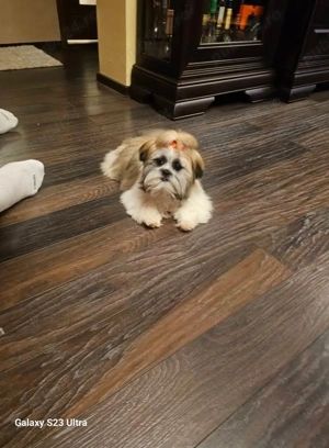 Vând catelusa shitzu - imagine 2