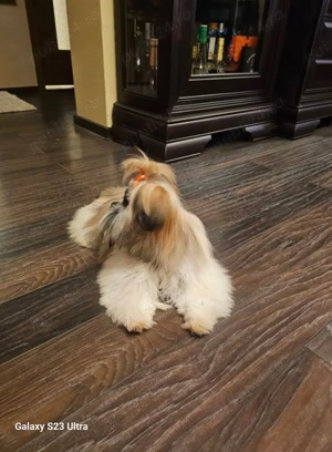 Vând catelusa shitzu - imagine 3