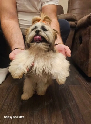 Vând catelusa shitzu - imagine 4