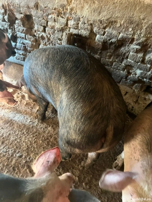 femela duroc 160-180kg - imagine 3