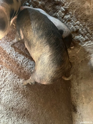 femela duroc 160-180kg - imagine 2