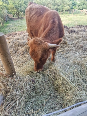 Vand trei vacute scotiene - imagine 5