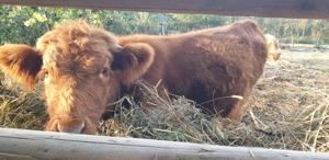 Vand trei vacute scotiene - imagine 3