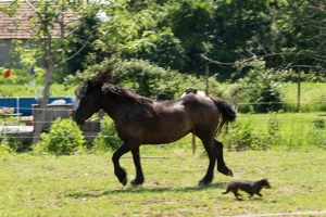 Vand 2 cai frumosi - imagine 3