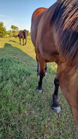 Vand 2 cai frumosi - imagine 2