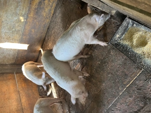 Vând purcei  au în jur de 25 sau 30 kg  - imagine 4