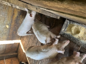 Vând purcei  au în jur de 25 sau 30 kg  - imagine 3