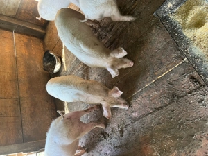 Vând purcei  au în jur de 25 sau 30 kg  - imagine 2