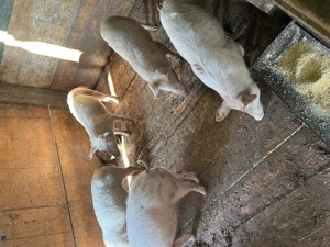 Vând purcei  au în jur de 25 sau 30 kg  - imagine 5