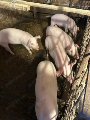  Vând purcei Marele Alb