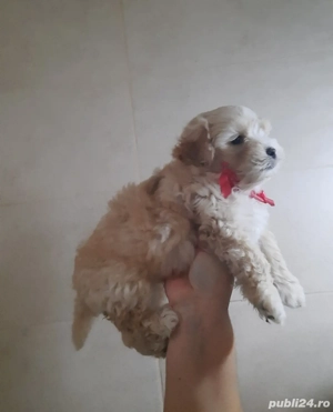 Bichon Havanez  - imagine 3