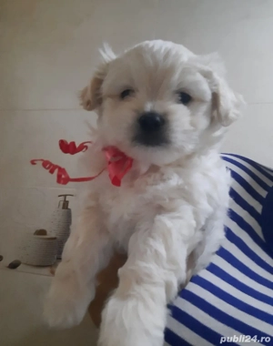 Bichon Havanez  - imagine 5