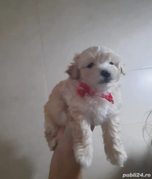 Bichon Havanez  - imagine 4