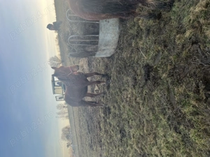 Vând o iapă cu mânz și o mânză  - imagine 4