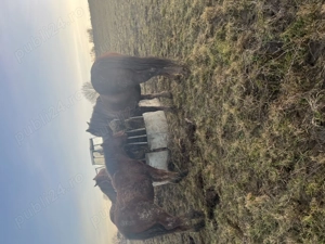 Vând o iapă cu mânz și o mânză  - imagine 2