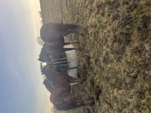 Vând o iapă cu mânz și o mânză  - imagine 3