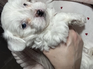 Vând pui adorabili Bichon Maltez