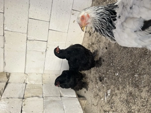 Vând o familie de brahma pe negru 4 găini și un cocos  - imagine 3