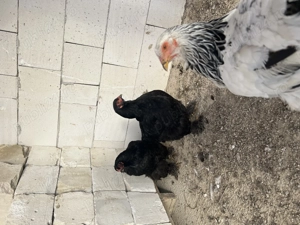 Vând o familie de brahma pe negru 4 găini și un cocos  - imagine 4
