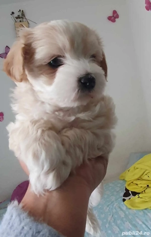 puiuti bichon havanez  - imagine 3