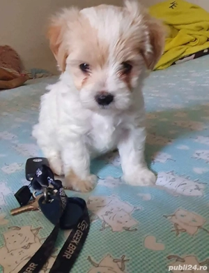 puiuti bichon havanez  - imagine 4