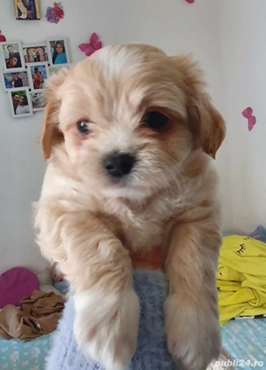 puiuti bichon havanez  - imagine 2