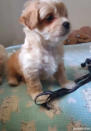puiuti bichon havanez  - imagine 5
