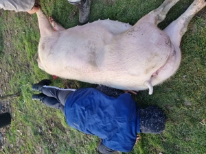 Vand porc castrat  - imagine 2