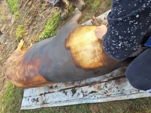 Vand porc castrat  - imagine 4