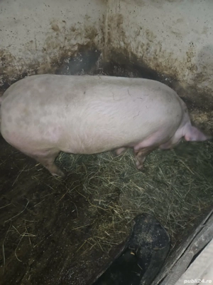 vând porc pentru crăciun - imagine 2