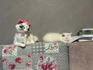 vand pui din mama british, tata scotish  - imagine 5