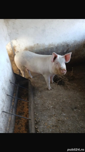 Porc de carne - imagine 3