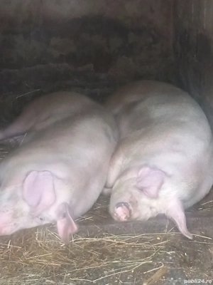 porci de tara  - imagine 2