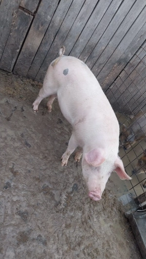 Purcea de vanzare  - imagine 4