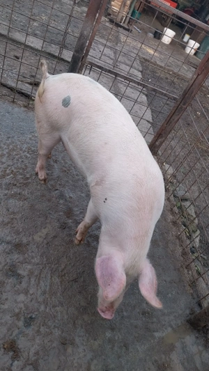 Purcea de vanzare  - imagine 3