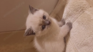 Pui British Shorthair  - imagine 2