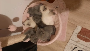 Pui British Shorthair  - imagine 3