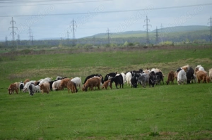 Închiriere teren pentru exploatare parc fotovoltaic