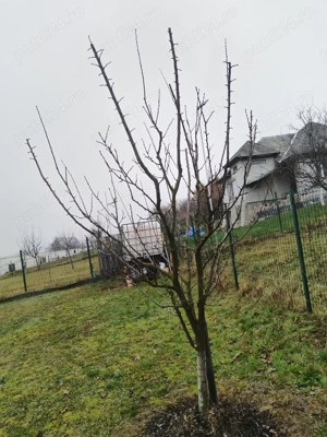 Teieri pomi fructiferi si vita de vie