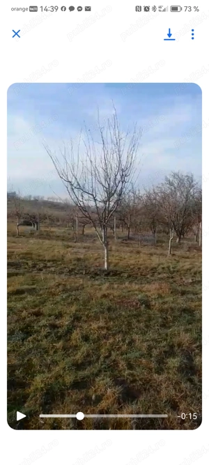 Tăiere pomi fructiferi