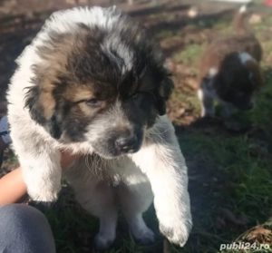 Cel mai frumos cadou de Crăciun! - imagine 2