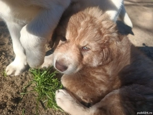 Cel mai frumos cadou de Crăciun! - imagine 4