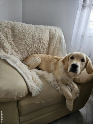 Femela 6 luni Golden Retrivier - imagine 4